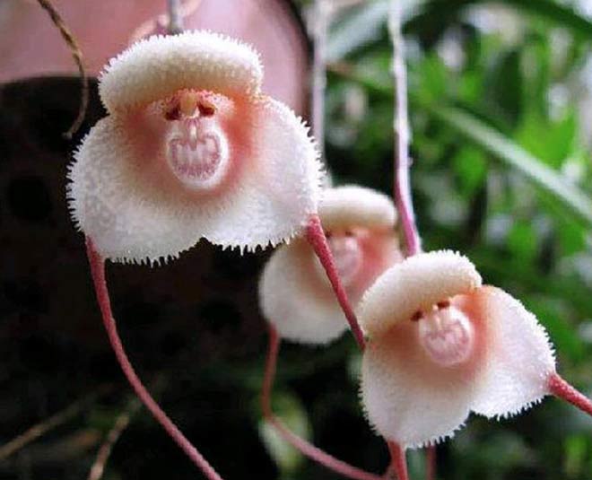 . monkey face orchid