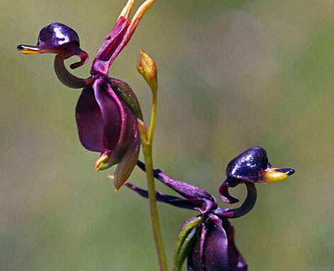 . duck shape orchid