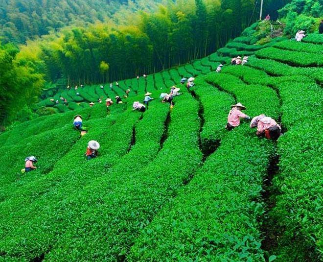 famous-tea-gardens-in-india-in-hindi