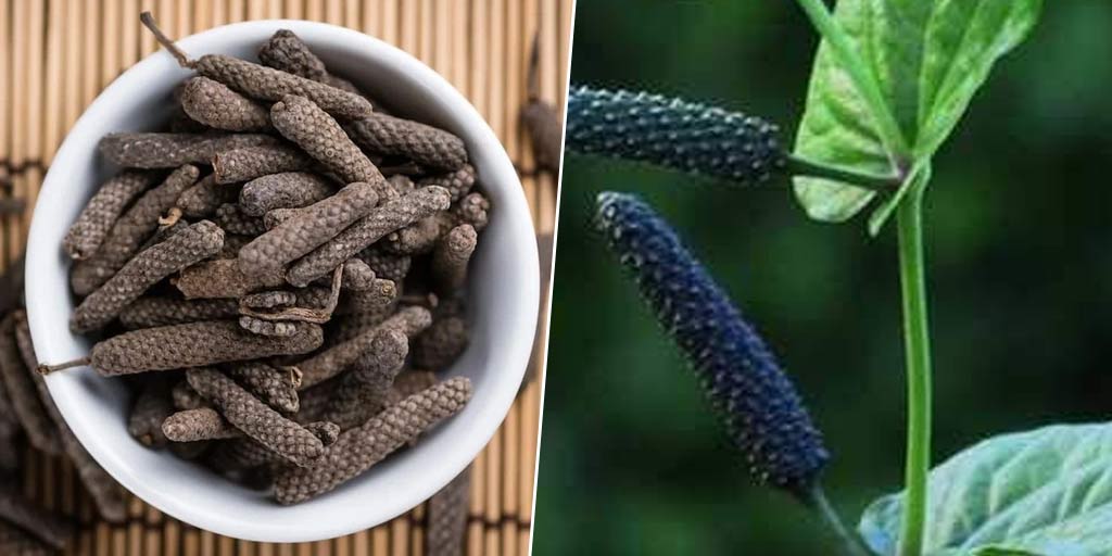 benefits-of-long-pepper-in-hindi