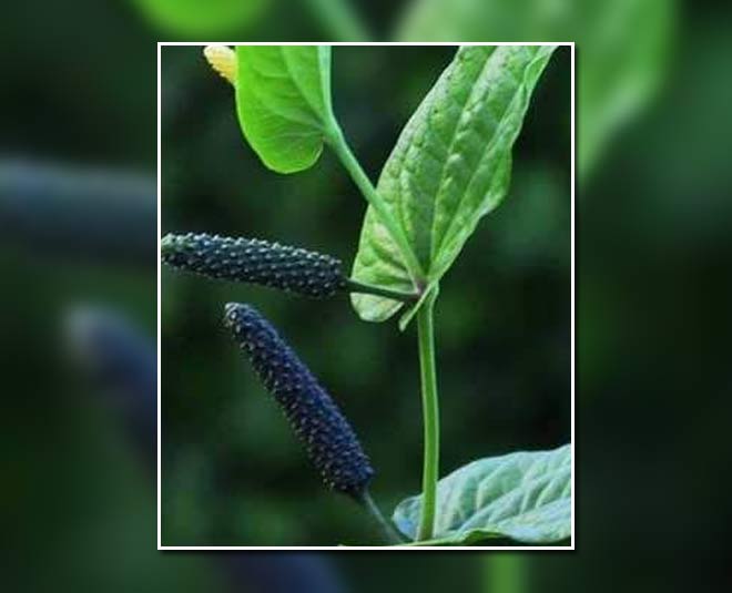 benefits of long pepper inside 