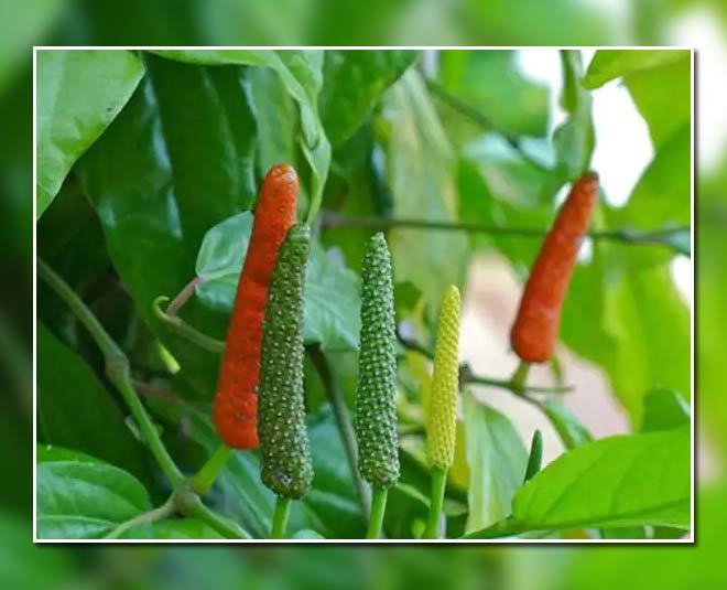 Benefits Of Long Pepper In Hindi benefits of long pepper HerZindagi