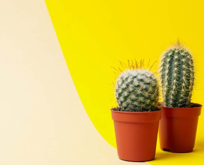 cactus plant tips