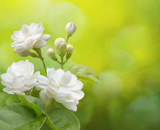 chameli flower hanuman