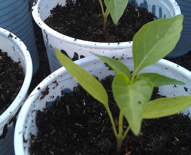 chilli sapling