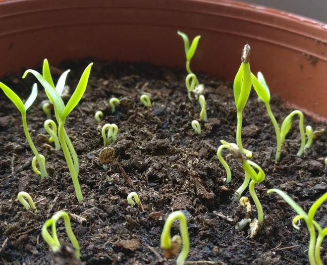 chilli seedlings
