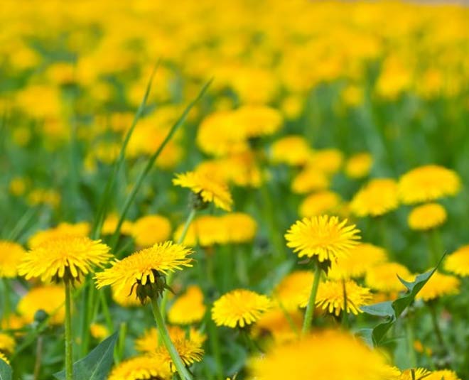Dandelion Health Benefits In Hindi dandelion health benefits HerZindagi