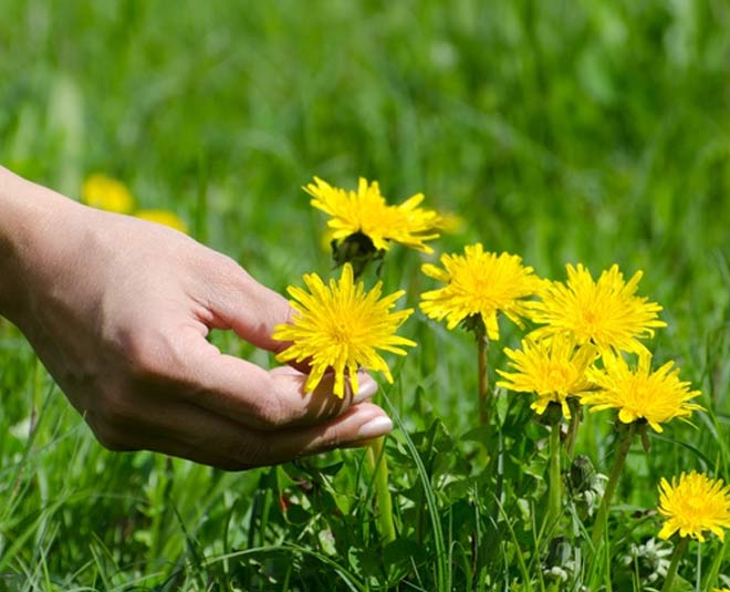 Dandelion Health Benefits In Hindi dandelion health benefits HerZindagi
