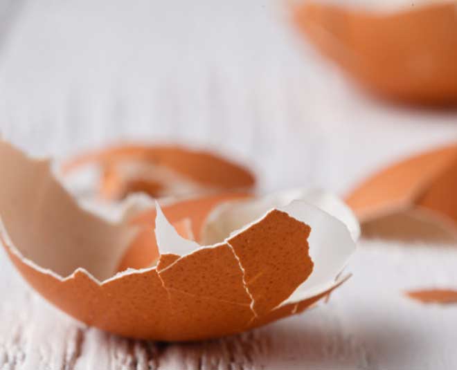 अंडे के छिलके egg shell garden