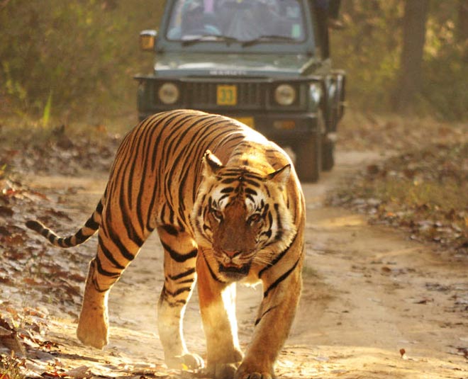 famous national parks in madhya pradesh inside 