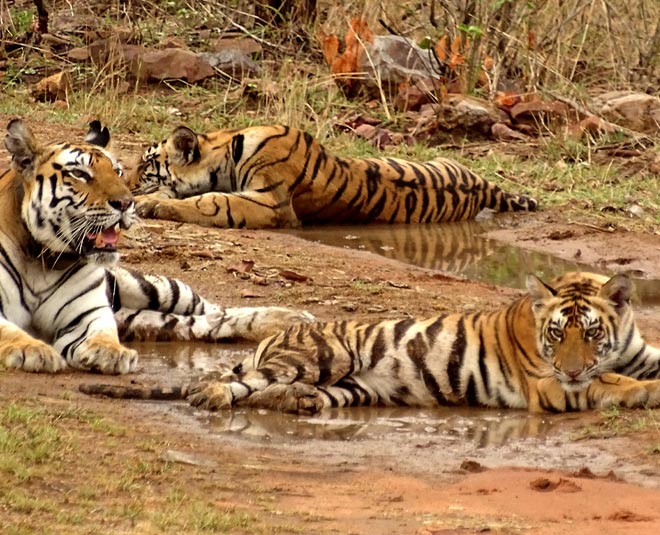 famous national parks in madhya pradesh inside 