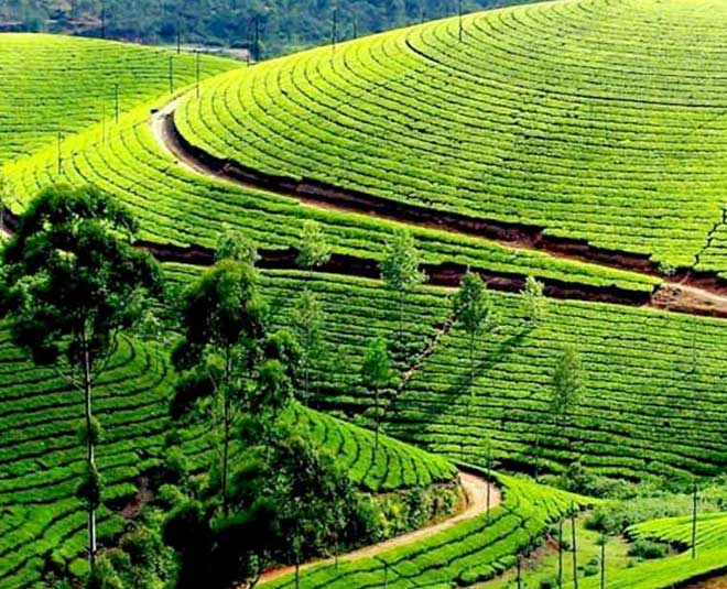 famous-tea-gardens-in-india-in-hindi