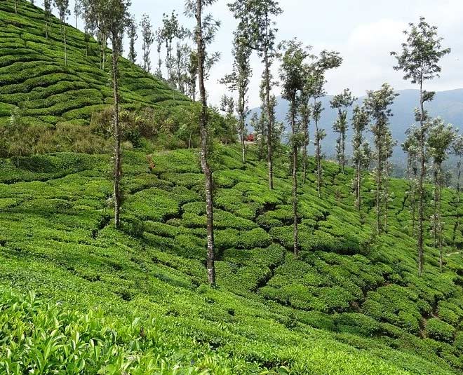 केलगुर टी एस्टेट famous tea gardens in india kerla inside