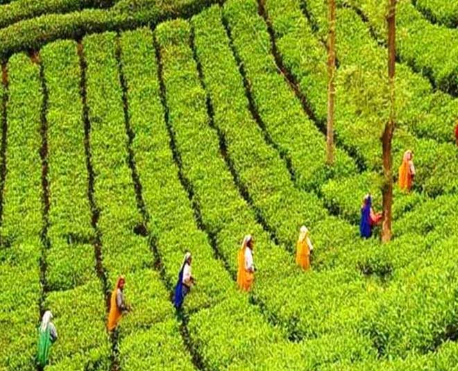 कानन चाय बागान famous tea gardens in india tamilnadu inside