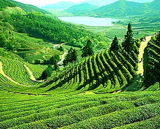 दारंग टी एस्टेट famous tea gardens in south india inside