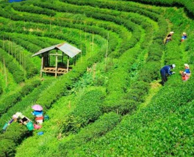 कूच बिहार टी एस्टेट famous tea gardens north india inside