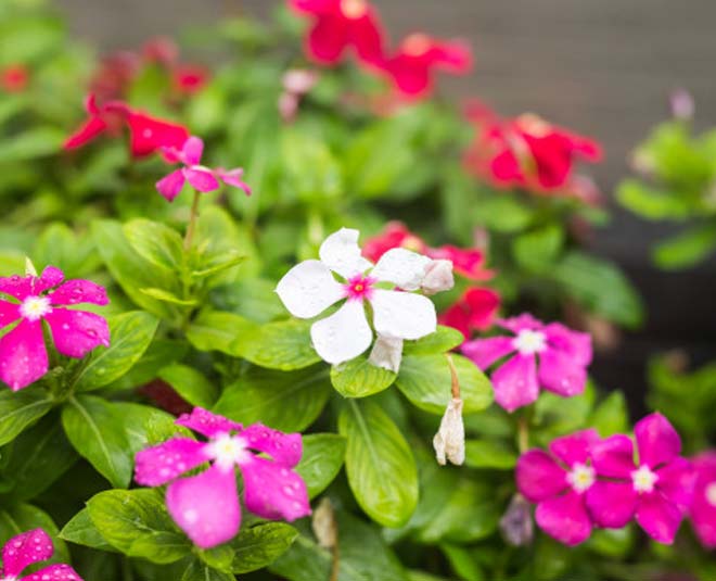 Sadabahar Benefits For Hair sadabahar benefits for hair HerZindagi