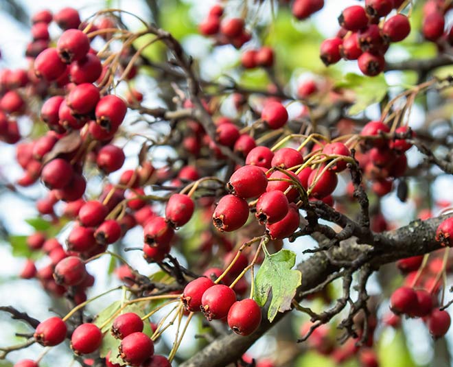 hawthorn-berry-health-benefits-in-hindi-hawthorn-berry-health