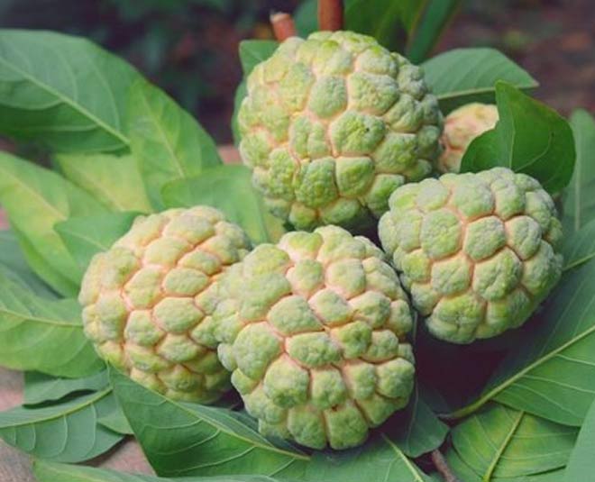 how-to-ripen-custard-apple-at-home-in-hindi-how-to-ripen-custard