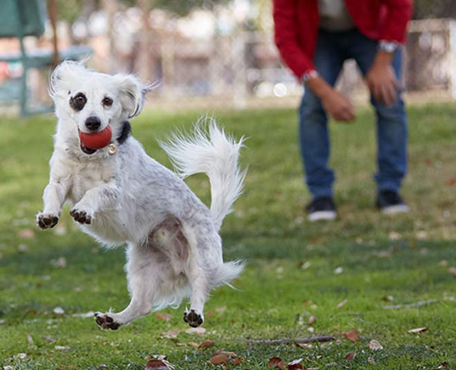 how to stop your puppy from biting inside 