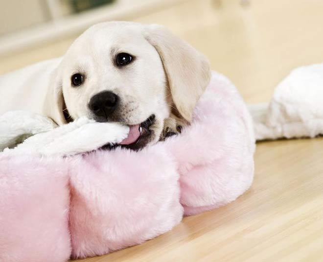 how to stop your puppy from biting inside 