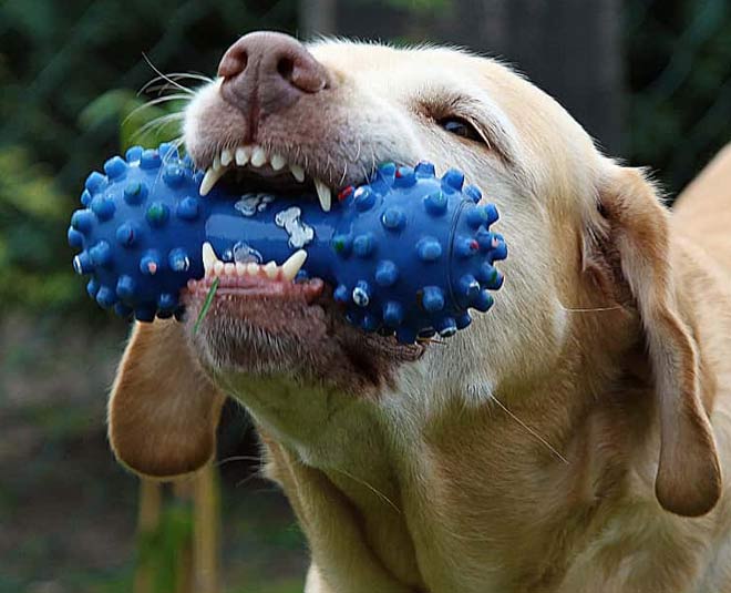 how to stop your puppy from biting inside 