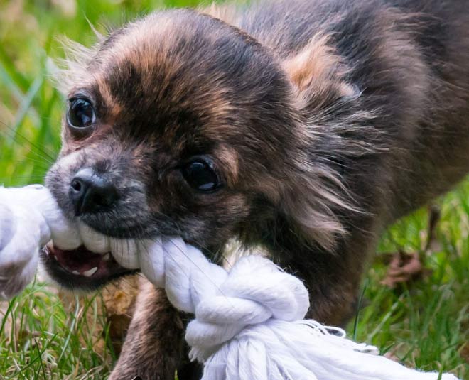 how to stop your puppy from biting inside 