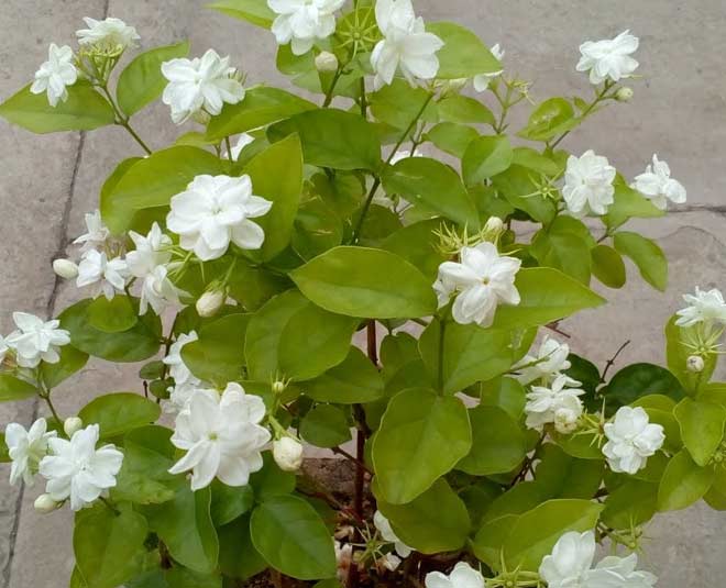 jasmine and flowers