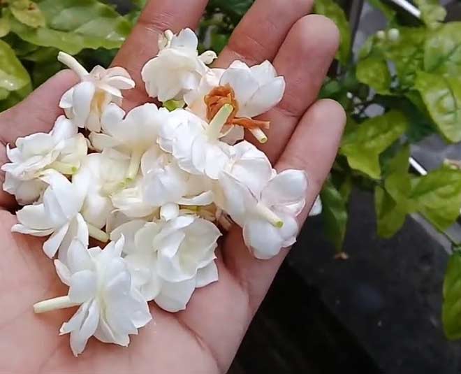 jasmine flowers