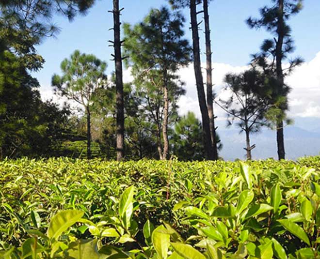 कौसानी टी एस्टेट kausani tea estate