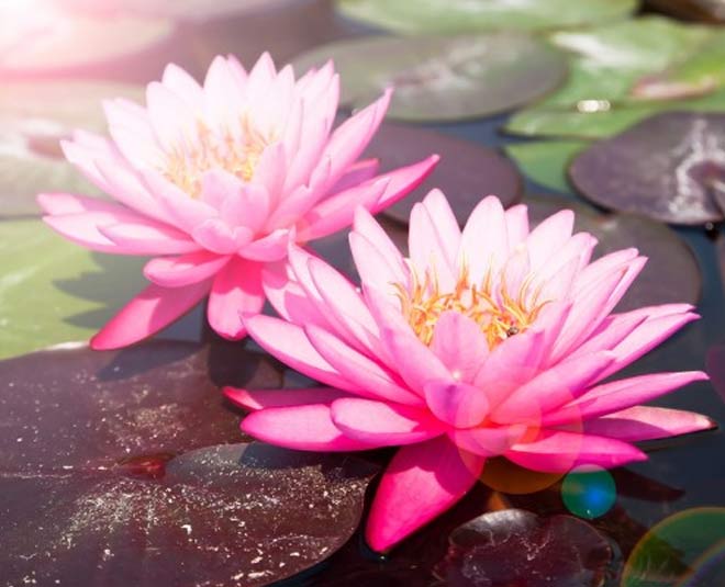 Flowers for Health By Ayurvedic Expert best flowers for health by ayurvedic expert HerZindagi