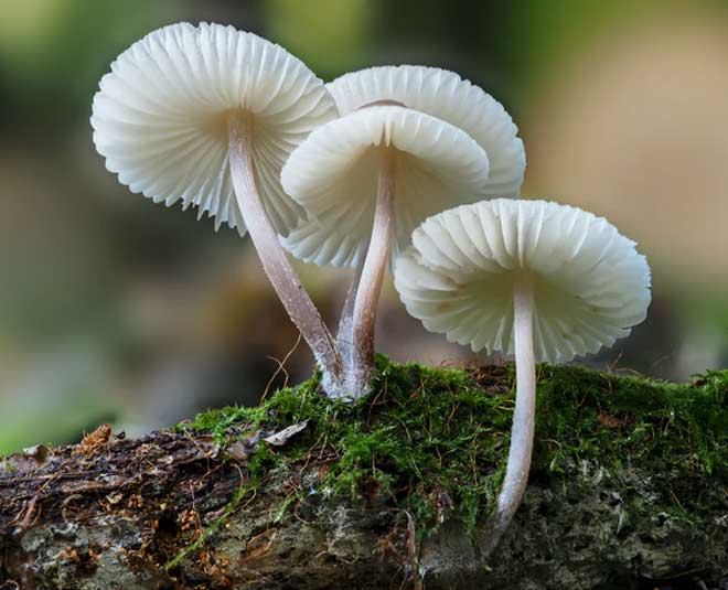 Gujarat Scientists Grow Costliest Mushrooms ‘Cordyceps Militaris ...