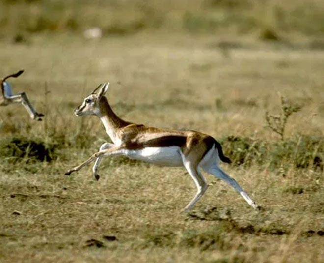 national parks in madhya pradesh inside 