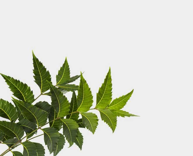 नीम की पत्तियों का पाउडर neem leaves benefits