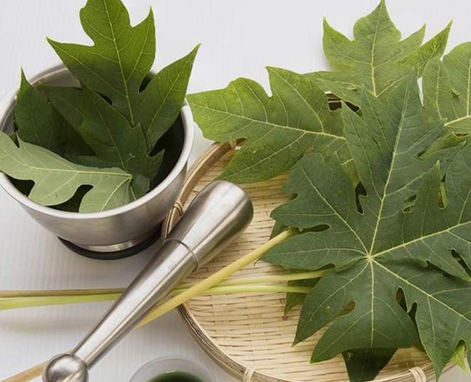 papaya leaf juice