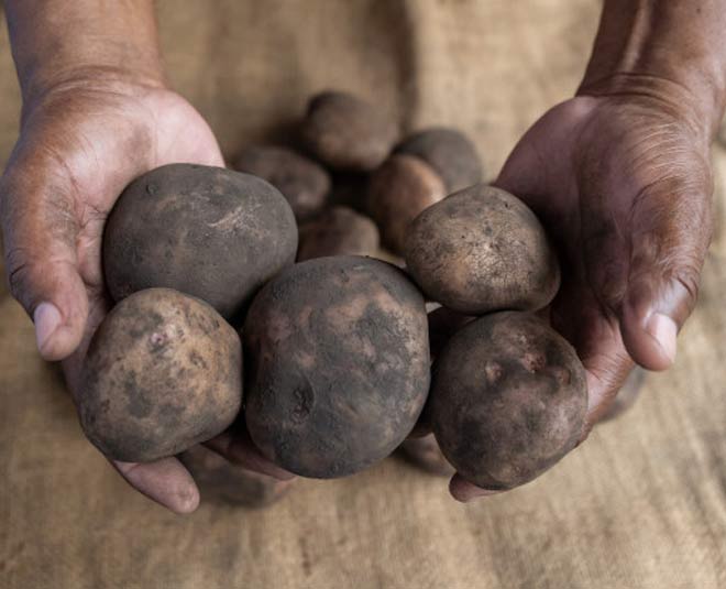 picking good sweet potatoes