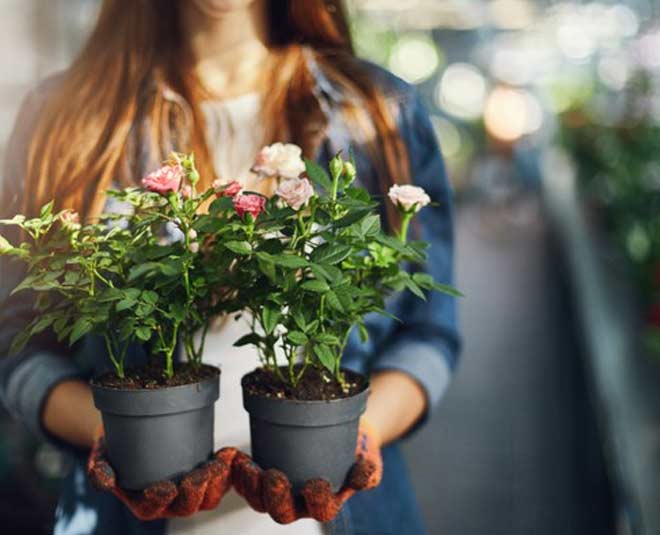 पौधे खरीदते समय पौधों की जांच plants purchasing tips