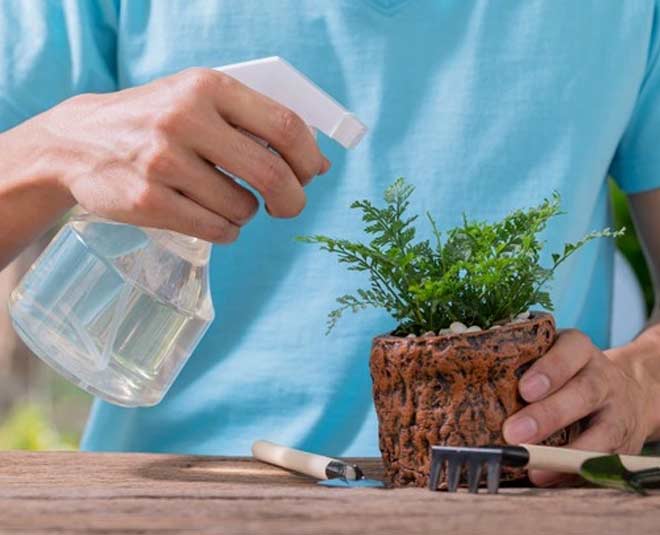 पेड़ों में खाद के लिए करें अल्कोहल का इस्तेमाल- rubbing alcohol hacks plants