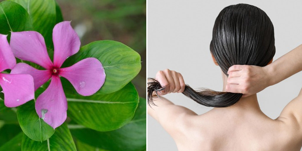 sadabahar-benefits-for-hair