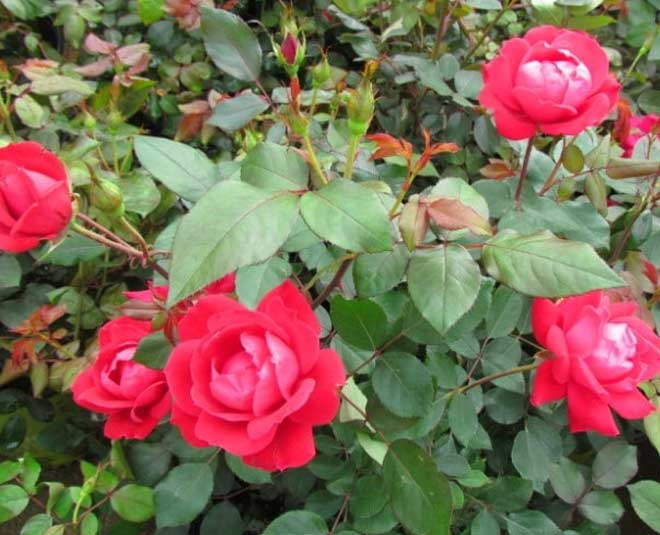 How To Care For Rose Plant In Summer