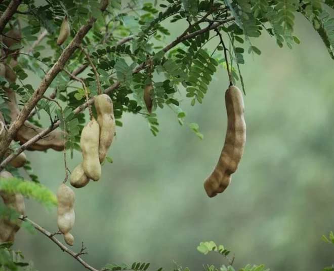 tamarind leaves benefits inside 