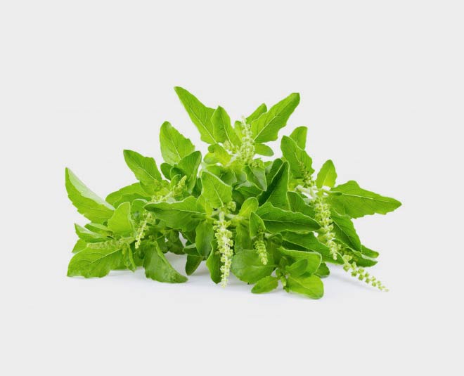 tulsi tea weight loss benefits