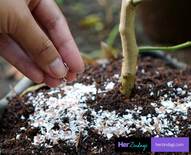 uses of eggshells for plants inside 