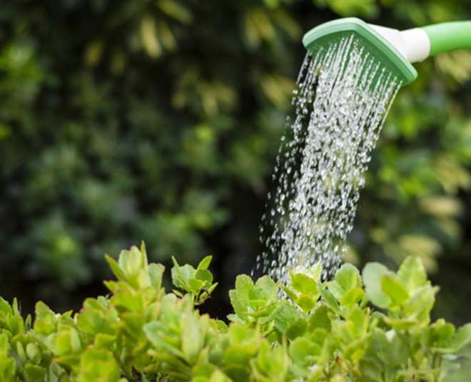 watering in habiscus