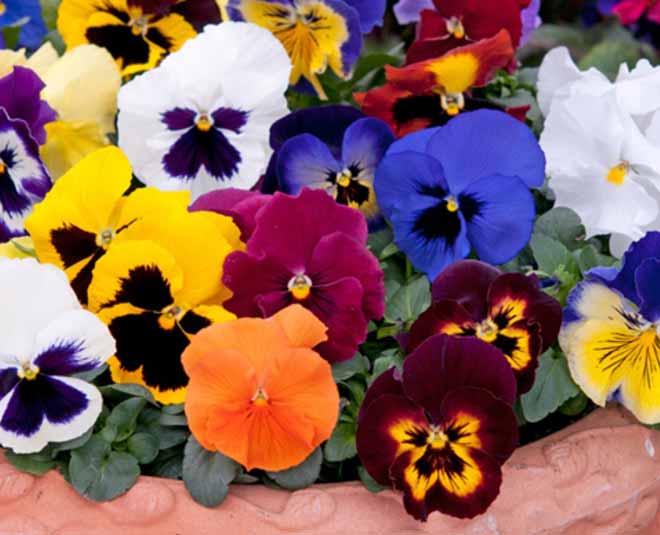 Flowers You Can Plant in December at Home flowers you can plant in