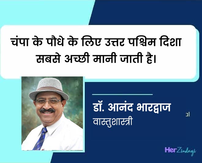 Expert tips for champa