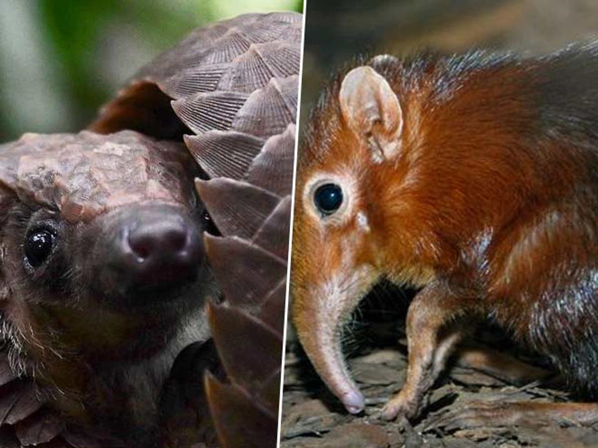 The Rarest Animals Which Are Hard To Spot | HerZindagi