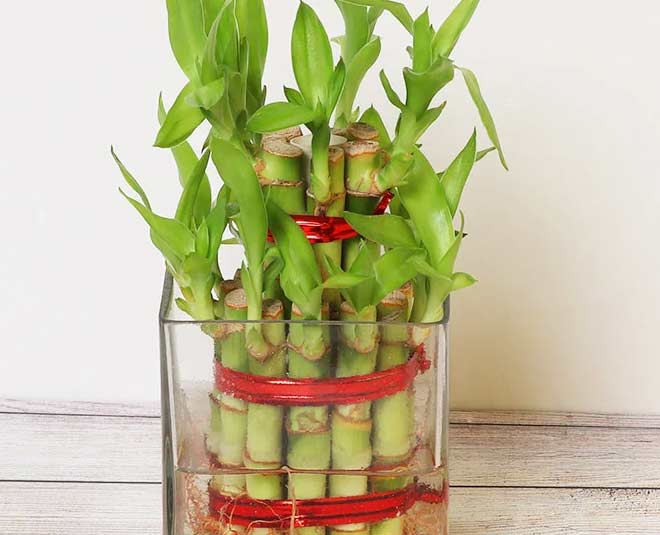 What Plants are Good for Studying According to Vastu in Hindi what