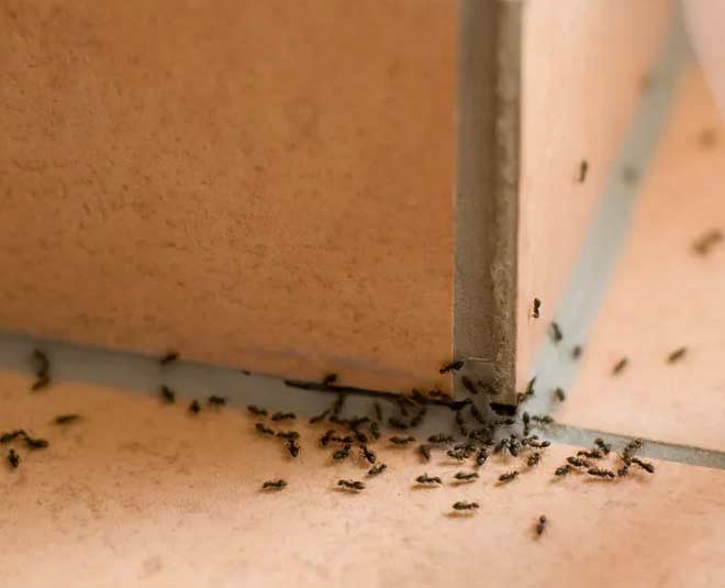 different uses of wheat bran inside 