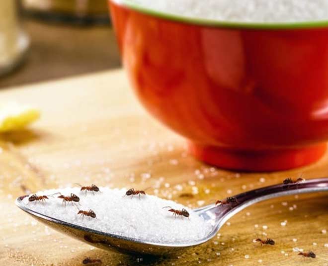 चींटियों को भगाने का देसी तरीके get rid of ant